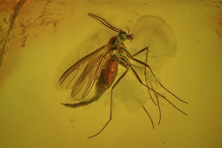 Detailed Fossil Fly (Sciaridae) In Baltic Amber #72189